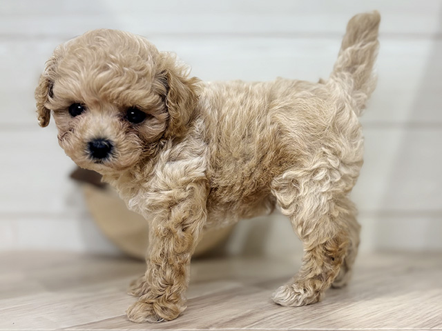 愛知県のビションプー(ビションフリーゼ×プードル) (ペッツファースト岡崎店/2025年8月2日生まれ/男の子/アプリコット)の子犬の2枚目の画像