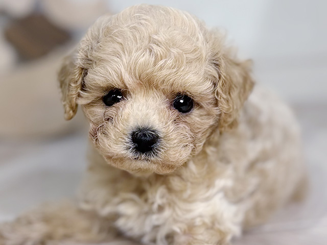 愛知県のビションプー(ビションフリーゼ×プードル) (ペッツファースト岡崎店/2025年8月2日生まれ/男の子/アプリコット)の子犬の3枚目の画像