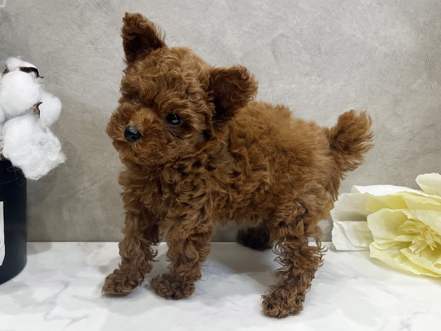 愛知県のタイニープードル (ペッツファースト名古屋栄店/2025年8月3日生まれ/女の子/レッド)の子犬の2枚目の画像