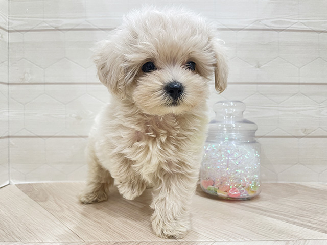 東京都のマルプー(マルチーズ×プードル) (ペッツファースト吉祥寺サンロード店/2025年8月4日生まれ/男の子/クリーム)の子犬の1枚目の画像