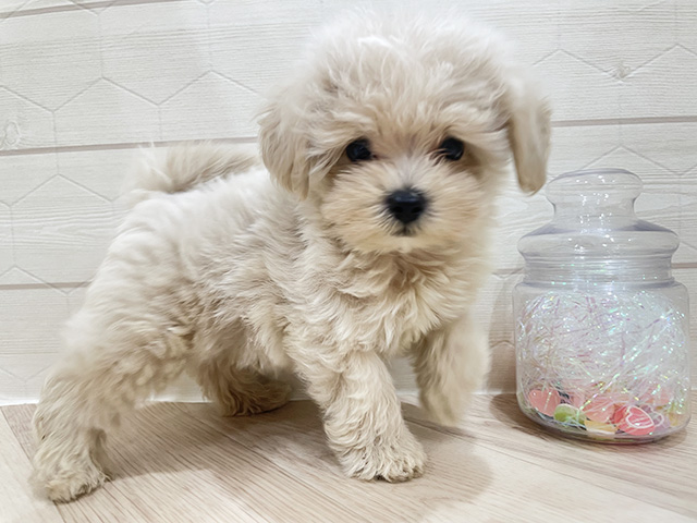 東京都のマルプー(マルチーズ×プードル) (ペッツファースト吉祥寺サンロード店/2025年8月4日生まれ/男の子/クリーム)の子犬の2枚目の画像