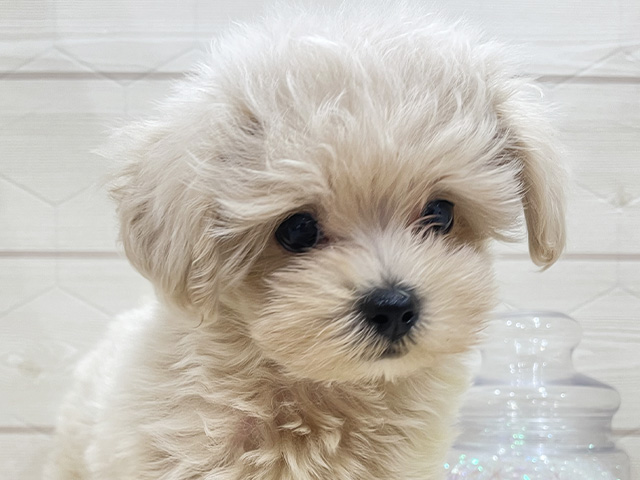 東京都のマルプー(マルチーズ×プードル) (ペッツファースト吉祥寺サンロード店/2025年8月4日生まれ/男の子/クリーム)の子犬の3枚目の画像