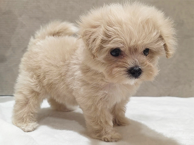 東京都のマルプー(マルチーズ×プードル) (ペッツファースト中野店/2025年8月4日生まれ/女の子/クリーム)の子犬の2枚目の画像