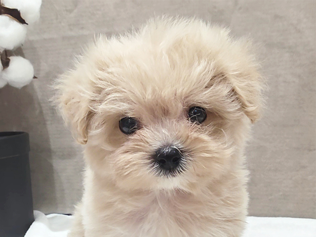 東京都のマルプー(マルチーズ×プードル) (ペッツファースト中野店/2025年8月4日生まれ/女の子/クリーム)の子犬の3枚目の画像