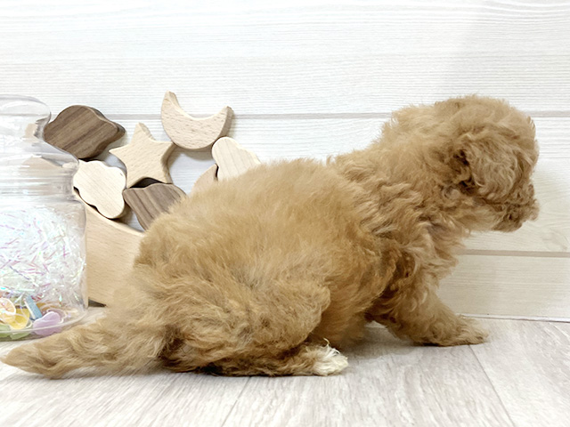 愛知県のタイニープードル (ペッツファースト大高店/2025年8月4日生まれ/男の子/アプリコット)の子犬の2枚目の画像