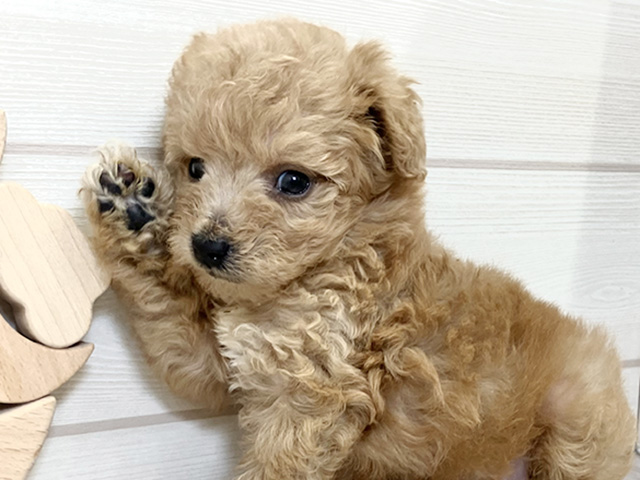 愛知県のタイニープードル (ペッツファースト大高店/2025年8月4日生まれ/男の子/アプリコット)の子犬の3枚目の画像