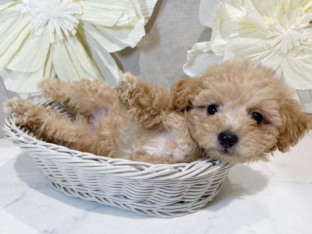 東京都のタイニープードル (ペッツファースト原宿店/2025年8月4日生まれ/女の子/アプリコット)の子犬の3枚目の画像
