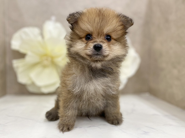 奈良県のポメラニアン (ペッツファースト橿原店/2025年8月3日生まれ/男の子/オレンジ)の子犬の1枚目の画像