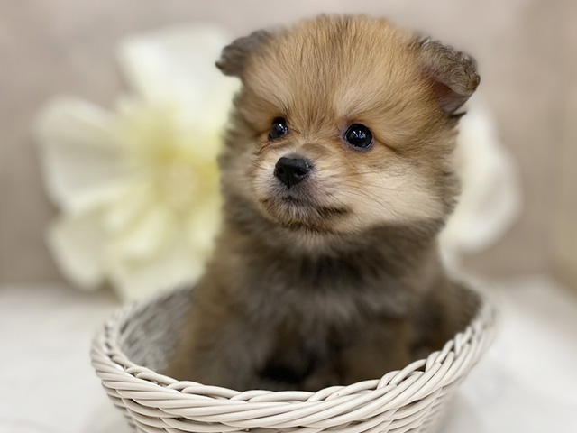 奈良県のポメラニアン (ペッツファースト橿原店/2025年8月3日生まれ/男の子/オレンジ)の子犬の3枚目の画像