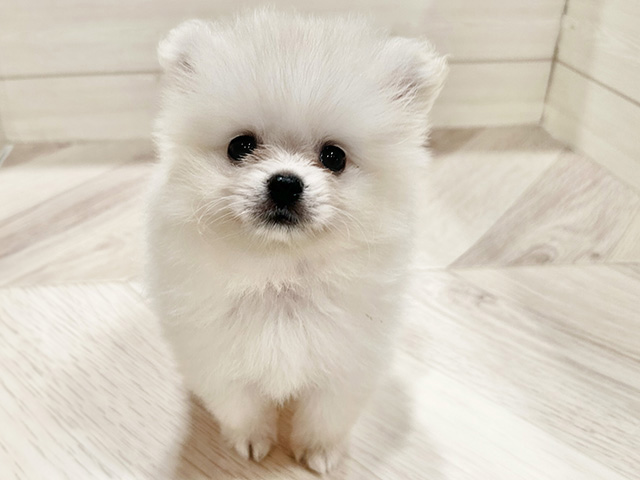 ポメラニアン