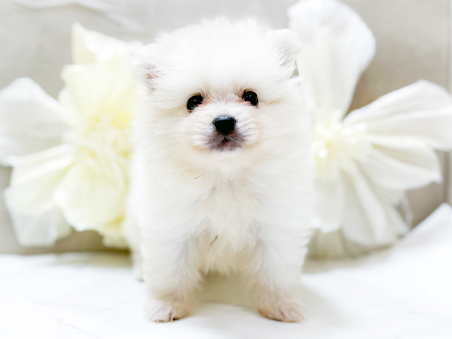 東京都のポメラニアン (ペッツファースト恵比寿店/2025年8月3日生まれ/男の子/クリーム)の子犬の1枚目の画像