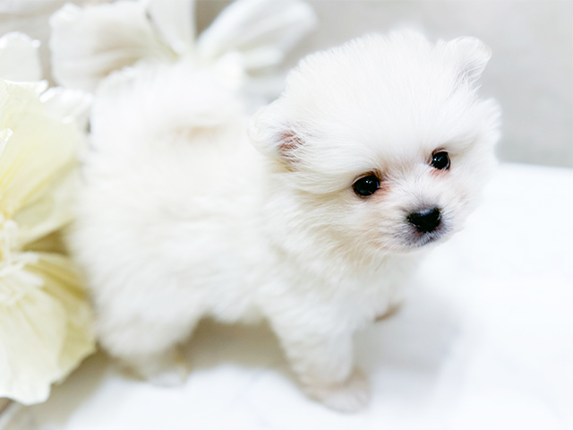 東京都のポメラニアン (ペッツファースト恵比寿店/2025年8月3日生まれ/男の子/クリーム)の子犬の2枚目の画像