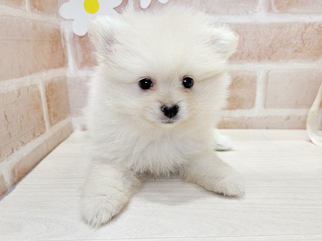 福岡県のポメラニアン (ペッツファースト筑紫野店/2025年8月3日生まれ/男の子/クリーム)の子犬