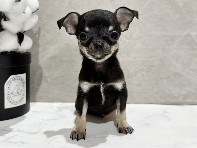 チワワ(スムース), 性別 男の子, 誕生日 2025/08/03, 毛色 ブラックタン, 出身 千葉県, 店舗 中野店(東京都), お問い合わせ番号 2505983