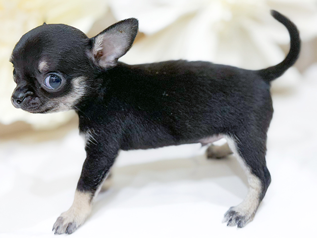 東京都のチワワ(スムース) (ペッツファースト中野店/2025年8月3日生まれ/男の子/ブラックタン)の子犬の2枚目の画像
