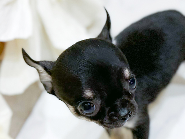 東京都のチワワ(スムース) (ペッツファースト中野店/2025年8月3日生まれ/男の子/ブラックタン)の子犬の3枚目の画像