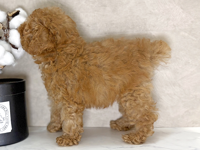 福岡県のトイプードル(トイ) (ペッツファースト福津店/2025年8月4日生まれ/女の子/レッド)の子犬の2枚目の画像