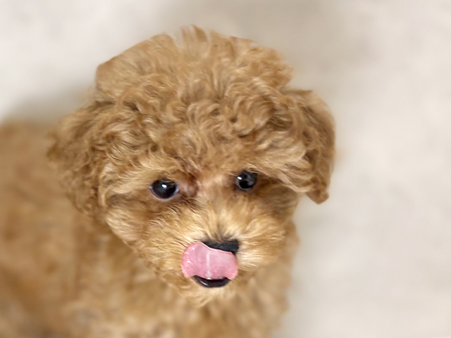 福岡県のトイプードル(トイ) (ペッツファースト福津店/2025年8月4日生まれ/女の子/レッド)の子犬の3枚目の画像