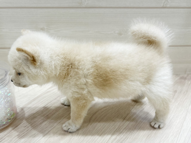 大阪府の豆柴 (ペッツファーストららぽーと門真店/2025年8月4日生まれ/男の子/白)の子犬の2枚目の画像