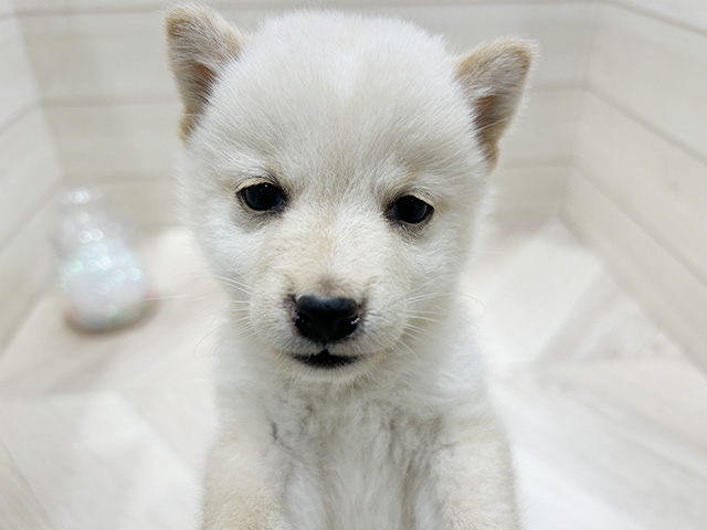 大阪府の豆柴 (ペッツファーストららぽーと門真店/2025年8月4日生まれ/男の子/白)の子犬の3枚目の画像