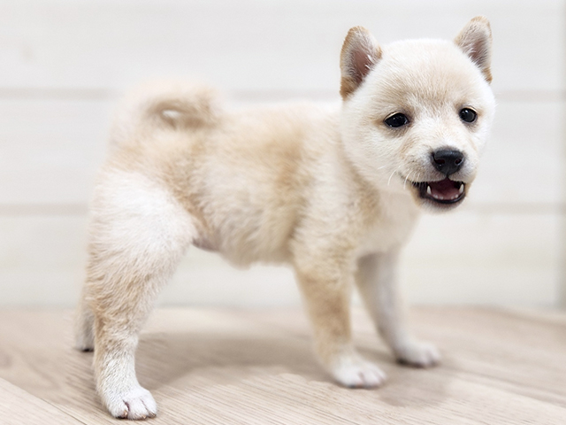 千葉県の豆柴 (ペッツファーストららぽーとTOKYO-BAY店/2025年8月4日生まれ/女の子/白)の子犬の2枚目の画像