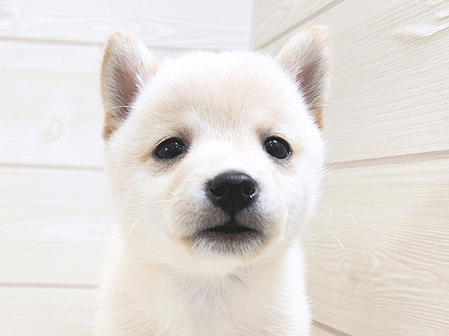 千葉県の豆柴 (ペッツファーストららぽーとTOKYO-BAY店/2025年8月4日生まれ/女の子/白)の子犬の3枚目の画像