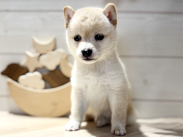 東京都の豆柴 (ペッツファースト吉祥寺本店/2025年8月4日生まれ/女の子/白)の子犬の1枚目の画像