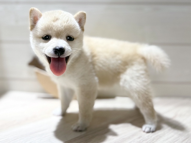 東京都の豆柴 (ペッツファースト吉祥寺本店/2025年8月4日生まれ/女の子/白)の子犬の2枚目の画像