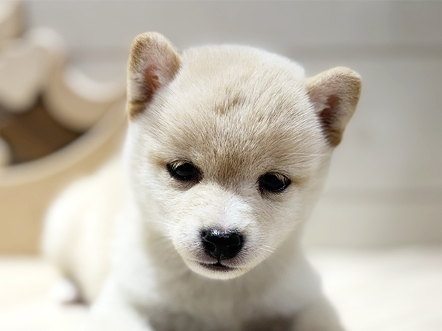 東京都の豆柴 (ペッツファースト吉祥寺本店/2025年8月4日生まれ/女の子/白)の子犬の3枚目の画像