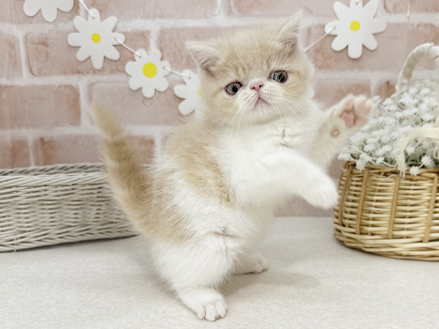 東京都のエキゾチックショートヘアー (ペッツファーストお台場店/2025年8月4日生まれ/男の子/クリームタビーホワイト)の子猫の3枚目の画像