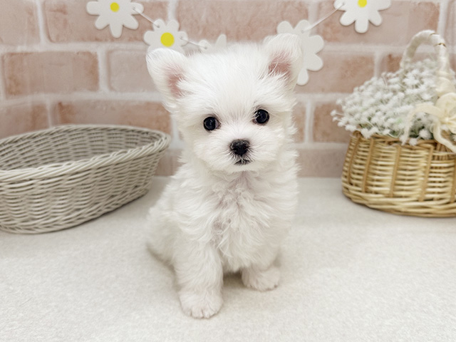東京都のマルチーズ (ペッツファーストお台場店/2025年8月4日生まれ/女の子/ホワイト)の子犬の1枚目の画像