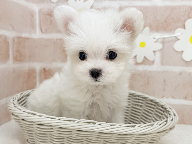 東京都のマルチーズ (ペッツファーストお台場店/2025年8月4日生まれ/女の子/ホワイト)の子犬の3枚目の画像