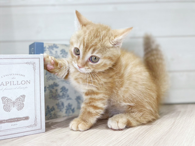 大阪府のマンチカン (ペッツファースト梅田店/2025年8月4日生まれ/男の子/レッドタビー)の子猫の1枚目の画像