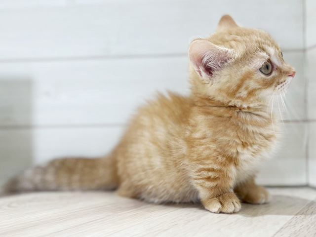 大阪府のマンチカン (ペッツファースト梅田店/2025年8月4日生まれ/男の子/レッドタビー)の子猫の2枚目の画像