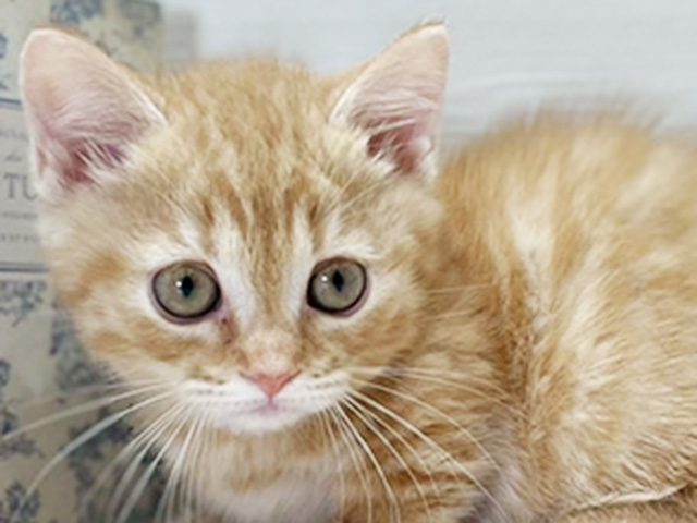 大阪府のマンチカン (ペッツファースト梅田店/2025年8月4日生まれ/男の子/レッドタビー)の子猫の3枚目の画像