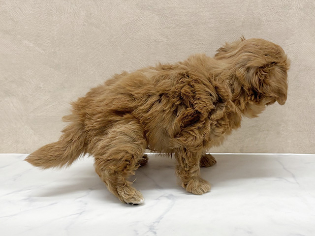 東京都のペキプー(ペキニーズ×プードル) (ペッツファースト八王子多摩美大前店/2025年8月1日生まれ/男の子/アプリコット)の子犬の2枚目の画像