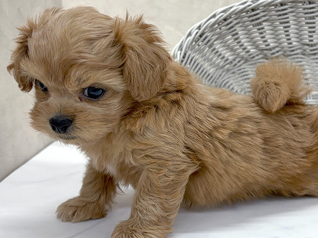 東京都のペキプー(ペキニーズ×プードル) (ペッツファースト八王子多摩美大前店/2025年8月1日生まれ/男の子/アプリコット)の子犬の3枚目の画像