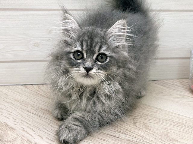 東京都のサイベリアン (ペッツファースト渋谷店/2025年8月5日生まれ/女の子/ブルータビー)の子猫の3枚目の画像