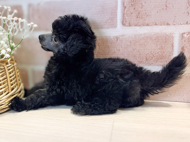 大阪府のトイプードル(タイニー) (ペッツファースト茨木店/2025年8月5日生まれ/女の子/シルバー)の子犬の2枚目の画像