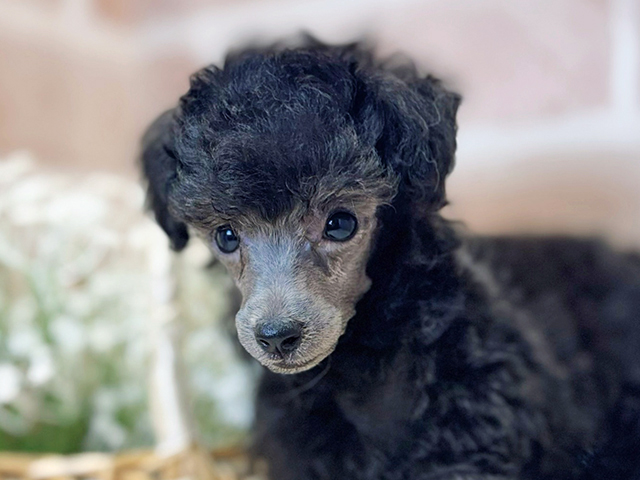 大阪府のトイプードル(タイニー) (ペッツファースト茨木店/2025年8月5日生まれ/女の子/シルバー)の子犬の3枚目の画像