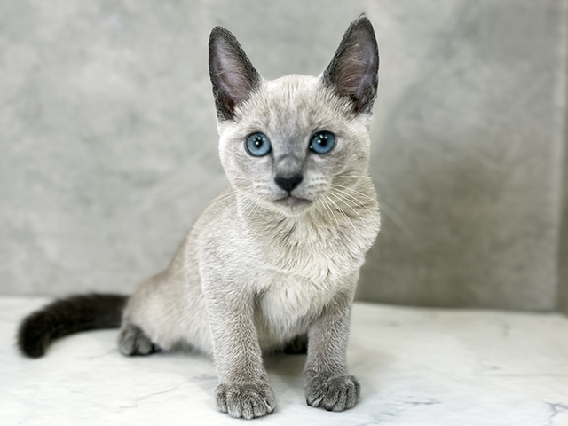 東京都のトンキニーズ (ペッツファースト下北沢店/2025年8月2日生まれ/女の子/ブルーミンク)の子猫の1枚目の画像