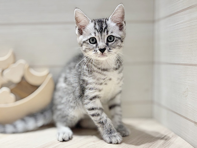 オシキャット