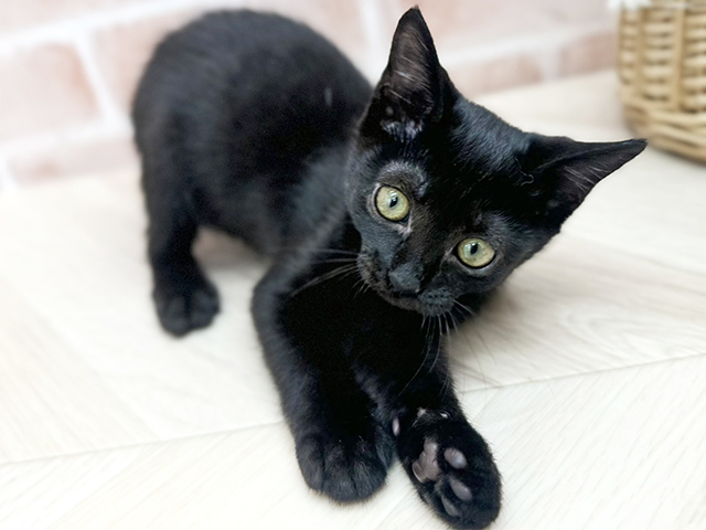 東京都のボンベイ (ペッツファーストfor cats武蔵小山店/2025年8月1日生まれ/女の子/ブラック)の子猫の3枚目の画像