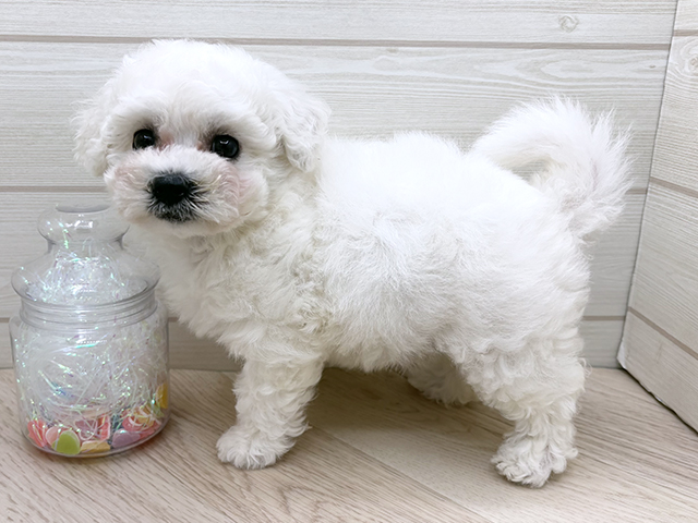東京都のビションフリーゼ (ペッツファースト渋谷店/2025年8月5日生まれ/女の子/ホワイト)の子犬の2枚目の画像