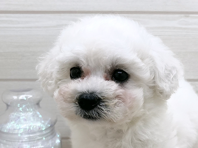東京都のビションフリーゼ (ペッツファースト渋谷店/2025年8月5日生まれ/女の子/ホワイト)の子犬の3枚目の画像