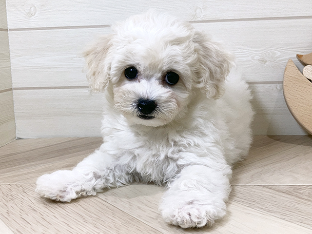 鳥取県のビションフリーゼ (ペッツファースト日吉津店/2025年8月5日生まれ/女の子/ホワイト)の子犬