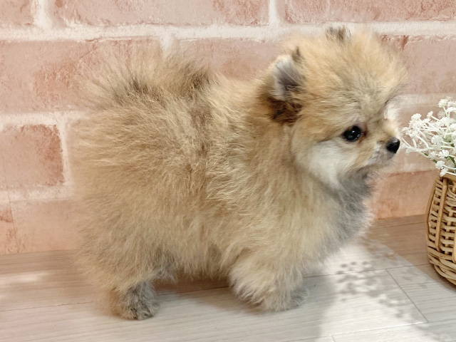 東京都のポメラニアン (ペッツファースト町田店/2025年8月5日生まれ/男の子/オレンジセーブル)の子犬の2枚目の画像