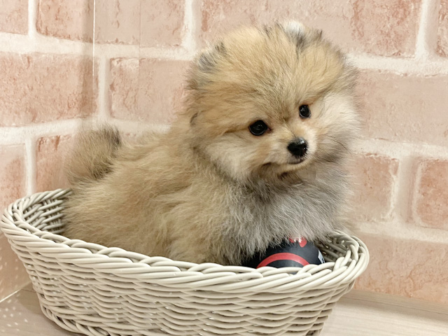 東京都のポメラニアン (ペッツファースト町田店/2025年8月5日生まれ/男の子/オレンジセーブル)の子犬の3枚目の画像