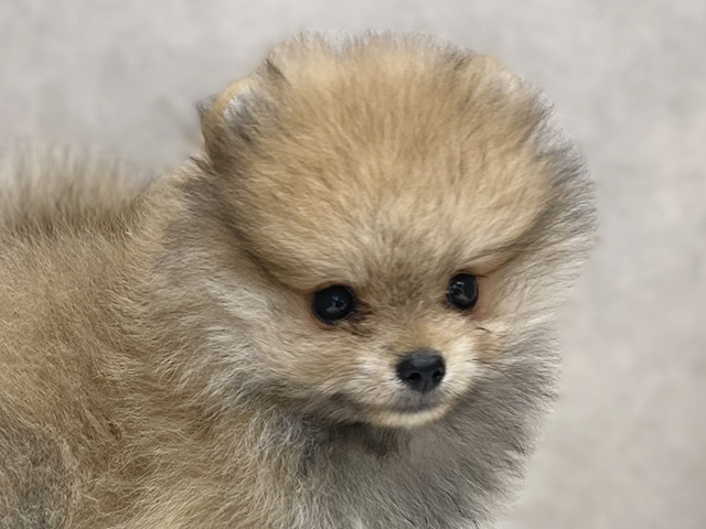 愛知県のポメラニアン (ペッツファースト名古屋栄店/2025年8月5日生まれ/女の子/オレンジセーブル)の子犬の3枚目の画像