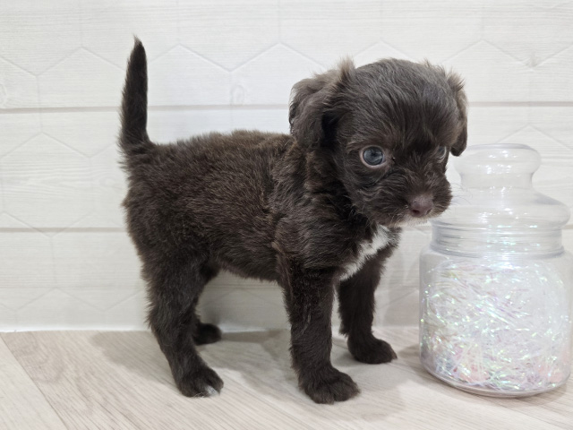 東京都のチワプー/プーチー(チワワ×プードル) (ペッツファースト吉祥寺サンロード店/2025年8月5日生まれ/女の子/ブラウンホワイト)の子犬の2枚目の画像